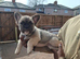Exotic fluffy french bulldogs