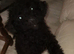 Black beautiful female puppy 14 weeks old