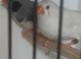 10 baby zebra finches