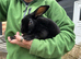 Beautiful Baby Rex Bunnies 2 Boys Available