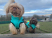 Kc shih tzu imperial line READY NOW!!!