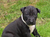 English bullterrier pupps