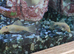 L144 blue eyed lemon plecos