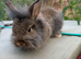 Lion head lop doe