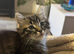 Half ragdoll kittens boy and girl