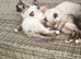 Beautiful male ragdoll kittens