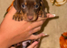 Tiny miniature dachshund