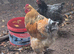 Mixed colours large brahma pullets and hens