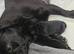 Beautiful frug puppies