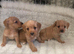Cheaper puppies do not have full health assessment read adoption