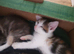 A pair of stunning kittens, must stay together