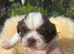 Chocolate Imperial Shihtzu