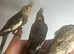 Hand Reared Stunning Baby Cockatiels