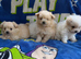 Pompoo puppies