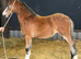 Show quality filly