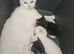 Bkk/white kittens ready to go ASAP 1 BOY 1 GIRL