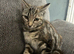 3 month old bengal kittens