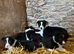 Beautiful Pedigree Border Collie Puppies