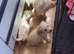 Labrador puppies
