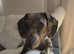 Beautiful dapple girl for sale