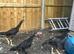 Shamo stags 5 months