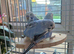 Budgies babys