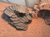 Baby bearded dragon