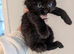 Maine coon cross with British shorthair kitty