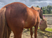 Ish x Chestnut gelding