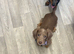 PET ONLY! Mini dachshund