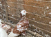 Breeding  frills pigeon