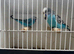 Breeding pair