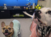 Countryside Home Wanted for Adored French Bulldog