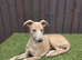 Whippet Female Pup 14 Weeks Old NOT KC