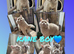 British shorthair kittens