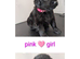 Stunning German shepherd mixed puppies