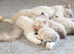 GCCF Champion Ragdolls • Active Considered