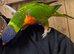 Tame and talking lorikeet and cage