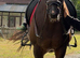 A super kind alrounder - teenager horse