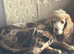 Huntaway red collie
