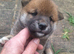 .japan shiba inu