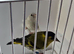 BEAUTIFUL PAIR SISKIN MUTATION COLOUR