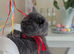 Amazing British shorthair Blue kittens