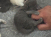 Ragdoll blue mitted kittens born 10/07/26