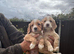 Beautiful cocker spaniel puppies