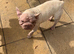 Velvet big rope french bulldog bitch