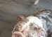 English bulldog bitch