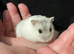 Baby Winter White Russian hamsters (pure bred)