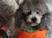 **2 STUDS AVAILABLE**FULL PEDIGREE SILVER & KC PHANTOM TOY POODLES