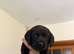 Golden and black Labrador puppies